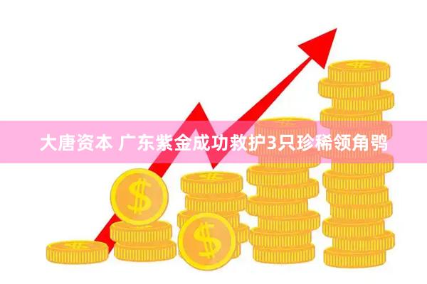 大唐资本 广东紫金成功救护3只珍稀领角鸮